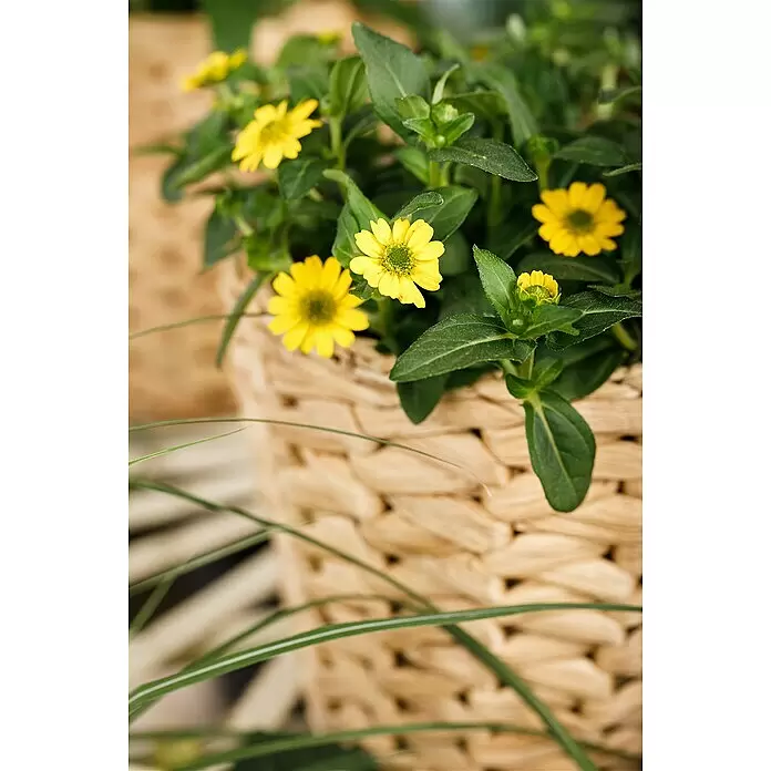 Piardino Husarenkopf - Sanvitalia procumbens, Topfgröße: 10 cm, Gelb - Kleine gelbe Blüten mit grünen Blättern in einem natürlichen geflochtenen Korb.