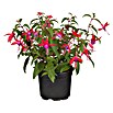 Fuchsia Hybride 12 haengend i.F. gem.