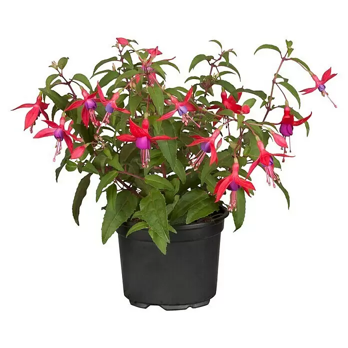 Piardino Fuchsie HängendFuchsia Hybride, Topfgröße: 12 cm, Mehrfarbig