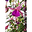 Fuchsia Hybride 12 haengend i.F. gem.