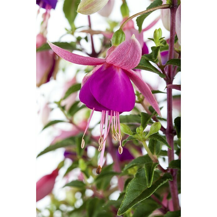 Piardino Fuchsie HängendFuchsia Hybride, Topfgröße: 12 cm, Mehrfarbig Mood Shot