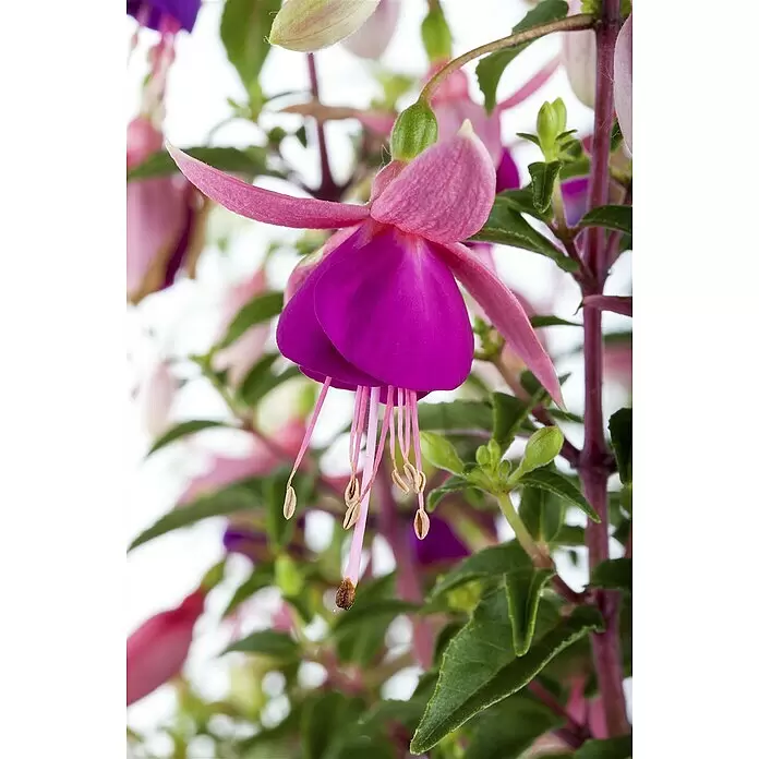 Piardino Fuchsie HängendFuchsia Hybride, Topfgröße: 12 cm, Mehrfarbig