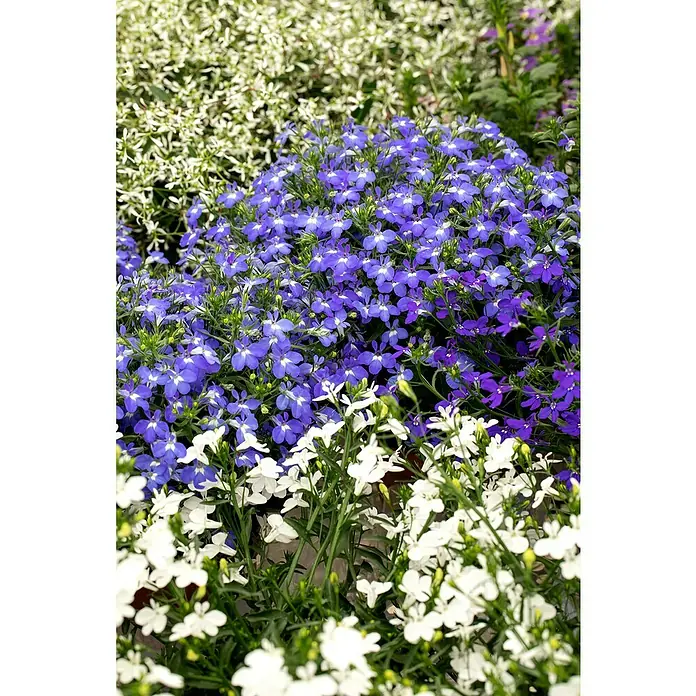 Piardino Lobelie Richardii - Lobelie erinus 'Richardii', Topfgröße: 10,5 cm, Blau - Nahaufnahme von weißen und blauen Lobelien. Die zarten Blütenblätter und leuchtenden Farben machen sie zu einer schönen Ergänzung für jeden Garten.