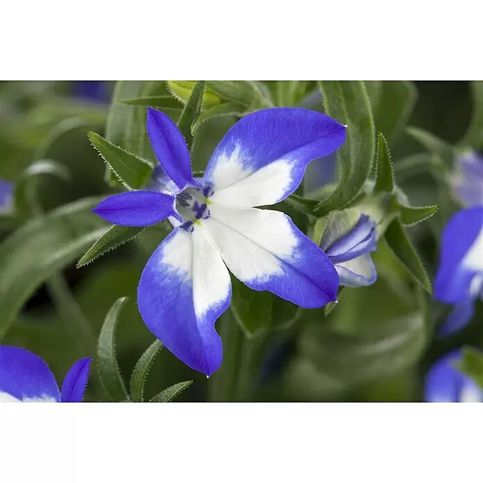 Piardino Lobelie Richardii - Lobelie erinus 'Richardii', Topfgröße: 10,5 cm, Blau - Stimmungsaufnahme