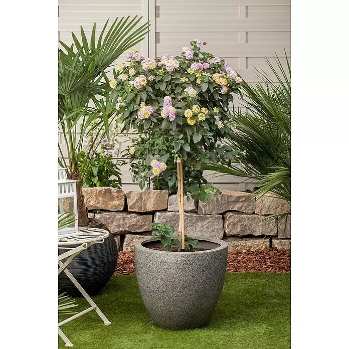 Piardino Wandelröschen - Lantana camara, Topfgröße: 21 cm - Stimmungsaufnahme