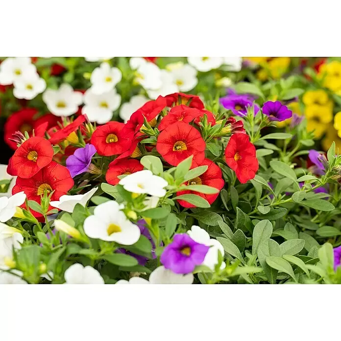 Piardino Zauberglöckchen Trio Ampel - Calibrachoa, Blütenfarbe: Bunt, 25 cm - Lebendige rote, weiße und violette glockenförmige Blüten inmitten grüner Blätter.