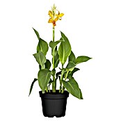 Canna indica 12 Stamm