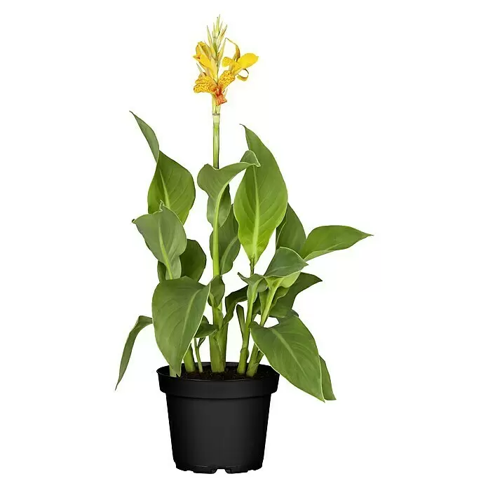 Piardino BlumenrohrCanna indica, Gelborange