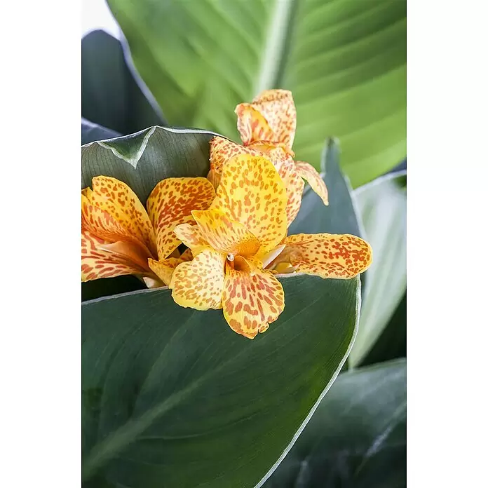 Piardino Indisches BlumenrohrCanna indica, Blütenfarbe: Sortenabhängig