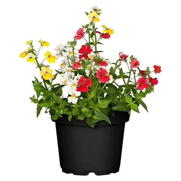 Piardino Elfenspiegel - Nemesia, Blütenfarbe: Mehrfarbig - Mehrfarbige Blumen (rot, gelb, weiß) mit grünen Blättern in einem schwarzen Topf.