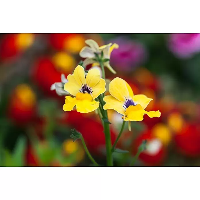 Piardino Elfenspiegel - Nemesia, Blütenfarbe: Mehrfarbig - Zwei leuchtend gelbe Blüten mit lila und orangefarbenen Zentren an grünen Stielen.
