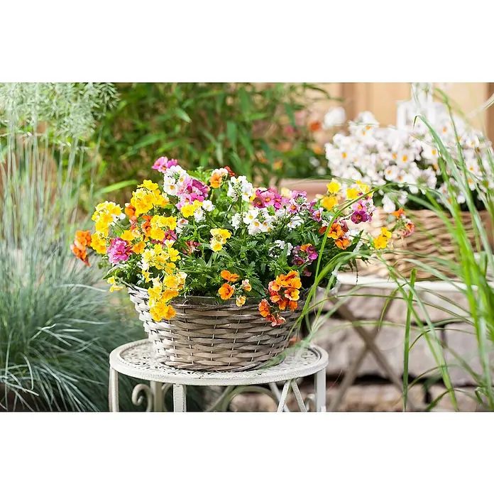 Piardino Elfenspiegel - Nemesia, Blütenfarbe: Mehrfarbig - Ein Korb voller farbenfroher Nemesia-Blüten, die auf einem verzierten Tischchen im Freien stehen und die Schönheit der Natur hervorheben.