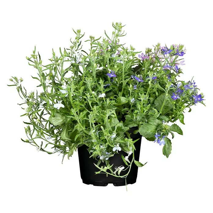 Piardino Lobelie Richardii - Lobelie Richardii - Ein Topf mit blühenden Vergißmeinnicht-Blumen in verschiedenen Farben, darunter Weiß, Lila und Blau, auf einem schwarzen Hintergrund.