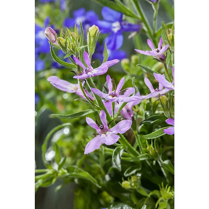 Piardino Lobelie Richardii - Lobelie Richardii - Nahaufnahme von zarten, lilafarbenen Blüten und grünen Blättern einer Traubenlobelie (Lobelia erinus). Im Hintergrund blaue Blüten.