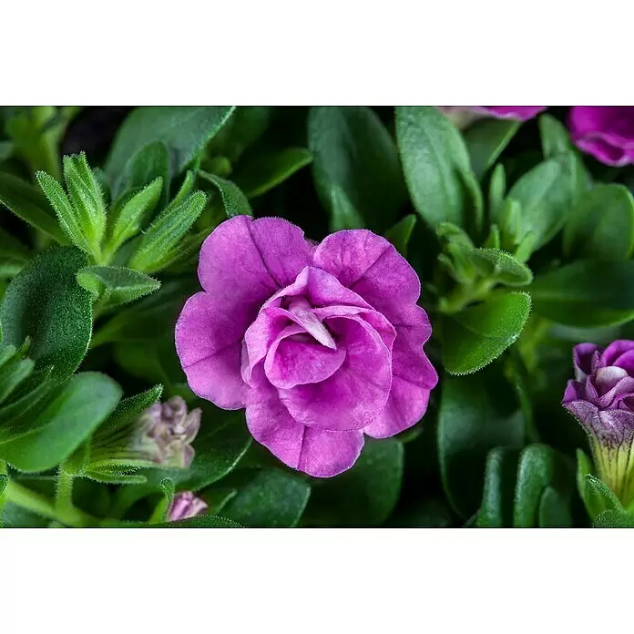 Piardino Zauberglöckchen Trio - Calibrachoa 'Trio', Blütenfarbe: Bunt - Stimmungsaufnahme