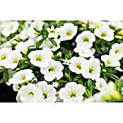 Calibrachoa - Hybriden 13 weiss