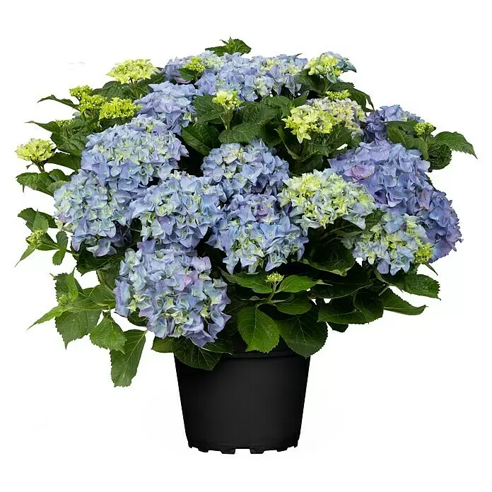 Piardino Bauernhortensie Solitär - Hydrangea macrophylla, Topfvolumen: 10 l - Vorderansicht
