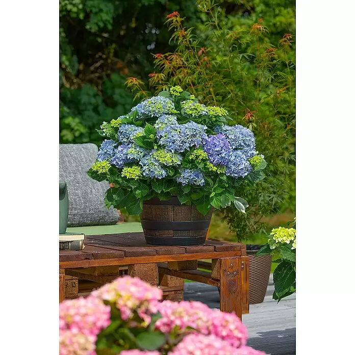 Piardino Bauernhortensie Solitär - Hydrangea macrophylla, Topfvolumen: 10 l - Stimmungsaufnahme