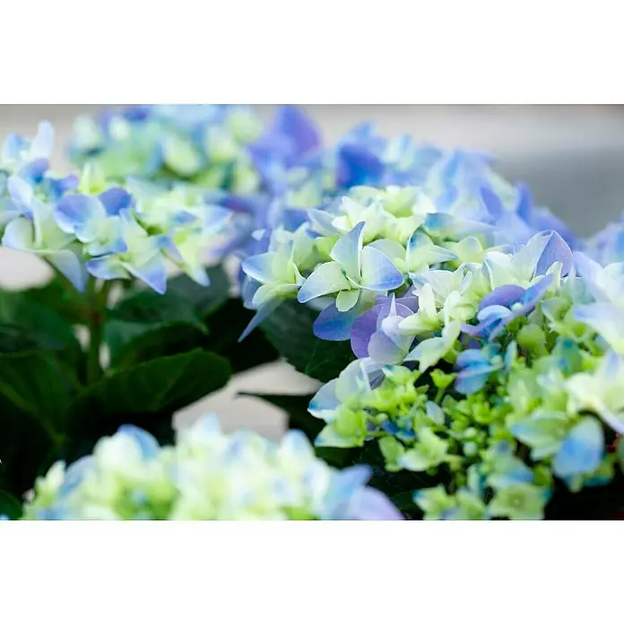 Piardino Bauernhortensie Solitär - Hydrangea macrophylla, Topfvolumen: 10 l - Nahaufnahme von blauen Hortensienblüten, die ihre zarte Schönheit und ihre Farbübergänge von Grün bis Blau zeigen.