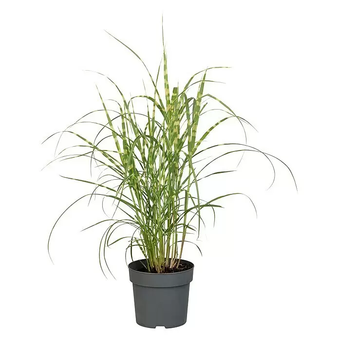 Piardino Garten-Chinaschilf - Miscanthus 'Zebrinus'/'Strictus'/'Goldbär', Topfvolumen: 5 l - Topf-Buntgras mit grün-gelb gestreiften Blättern in einem dunkelgrauen Topf.
