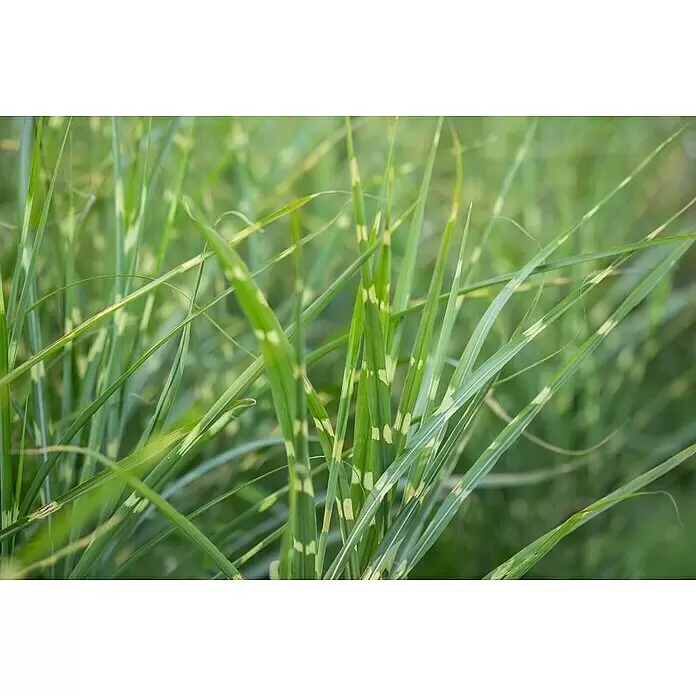 Piardino Garten-Chinaschilf - Miscanthus 'Zebrinus'/'Strictus'/'Goldbär', Topfvolumen: 5 l - Nahaufnahme von lebhaft grünem, panaschiertem Gras mit auffälligen gelb-weißen Streifen.