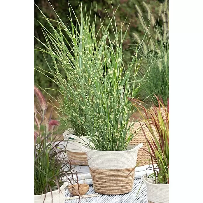 Piardino Garten-Chinaschilf - Miscanthus 'Zebrinus'/'Strictus'/'Goldbär', Topfvolumen: 5 l - Weißer und naturfarbener geflochtener Pflanztopf mit buntem Gras, arrangiert unter anderen Topfpflanzen.