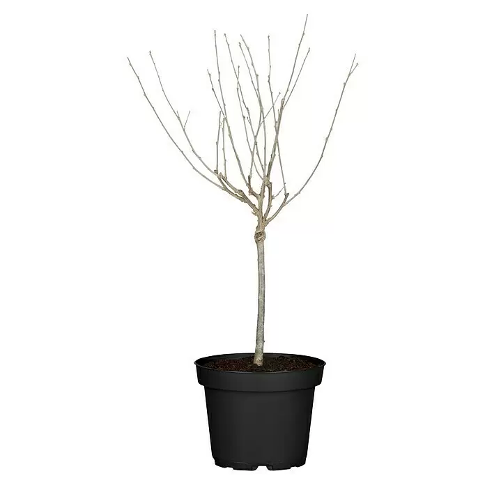 Piardino Garteneibisch Stamm - Hibiscus syriacus, Topfvolumen: 10 l - Vorderansicht