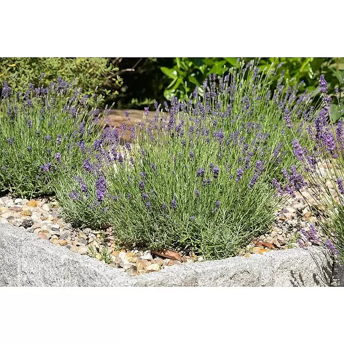 Piardino Lavendel - Lavandula angustifolia, Topfvolumen: 3 l, Violett - Stimmungsaufnahme