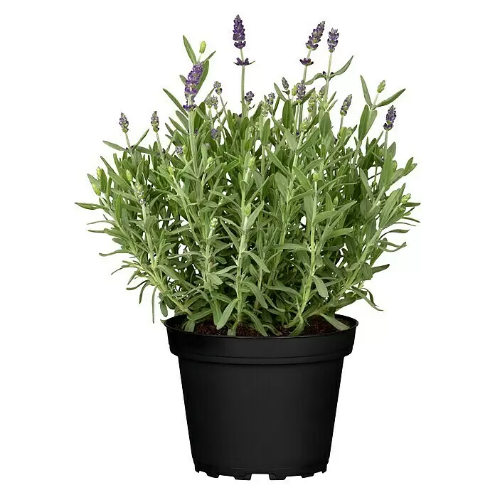 Piardino LavendelLavandula angustifolia, Topfvolumen: 3 l, Violett