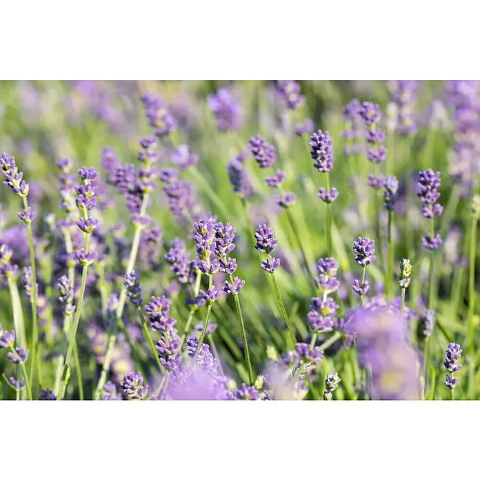Piardino LavendelLavandula angustifolia, Topfvolumen: 3 l, Violett - Nahaufnahme von Lavendelblüten auf einem Feld, die lila Blütenstände und grünen Stängel hervorheben.