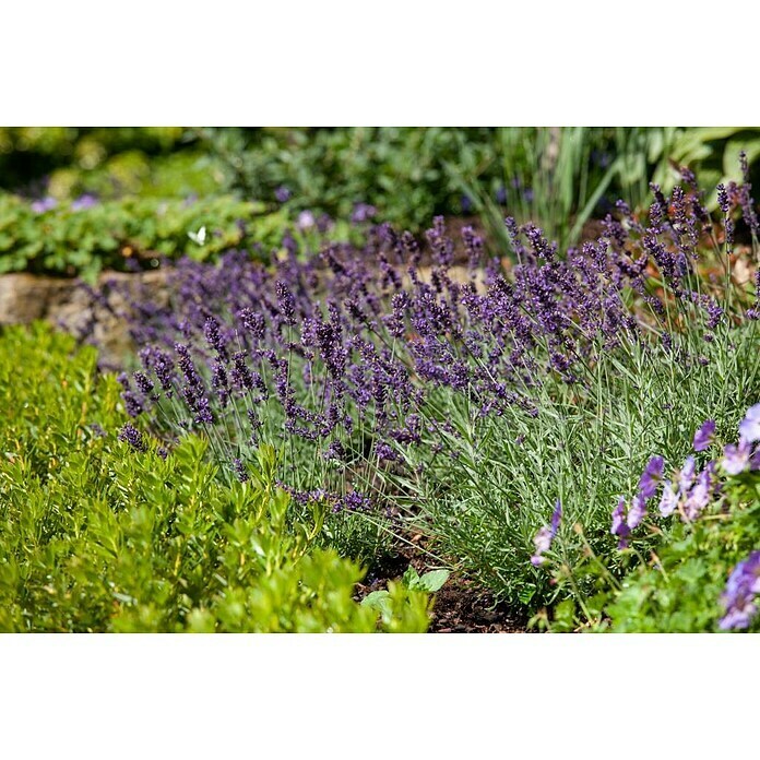 Piardino Lavendel 6er PackLavendula angustifolium, Topfgröße: 9 cm, Lavendelblau Detail Shot