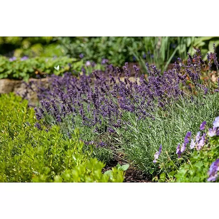 Piardino Lavendel 6er Pack - Lavandula angustifolia, Topfgröße: 9 cm, Lavendelblau - Lila Lavendelblüten blühen in einem üppigen grünen Garten und bieten eine lebendige und duftende Darstellung.