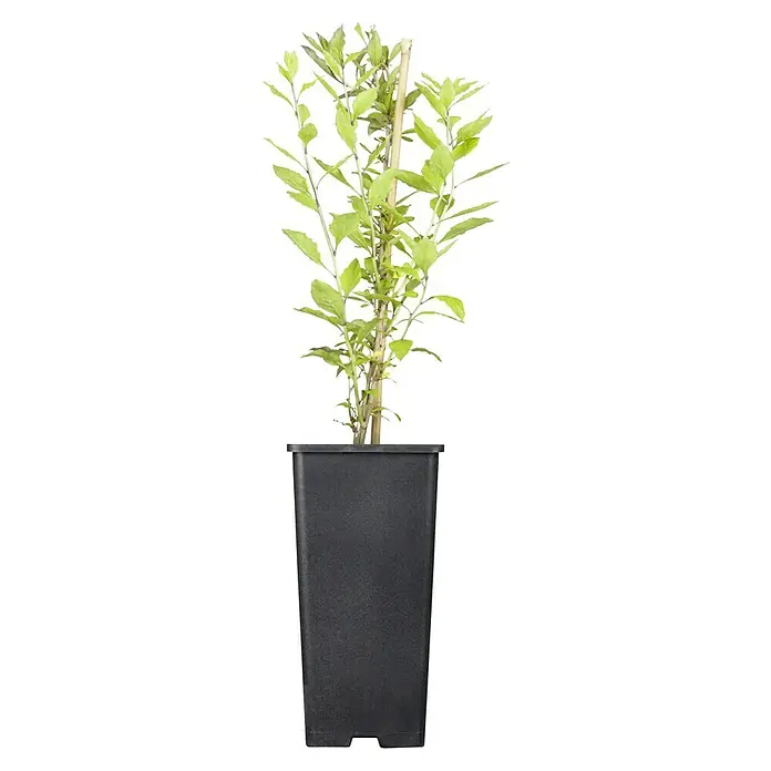 Piardino Goji-Beere - Lycium barbarum 'Big and Sweet', Topfgröße: 17 cm, Erntezeit: August - Ein Salbei in einem schwarzen Topf, der eine lebendige Ergänzung für jeden Garten oder Innenraum darstellt. Die Pflanze ist gesund und blüht.