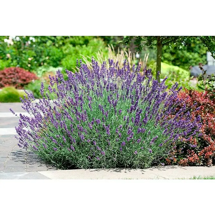 Piardino Lavendel - Lavandula angustifolia 'Premium Provence', Topfgröße: 19 cm, Violettblau - Ein üppiger Lavendelbusch mit violetten Blüten, der einen Gartenweg säumt und einen Farbtupfer und Duft bietet.