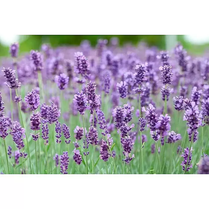 Piardino Lavendel 6er Pack - Lavandula angustifolia 'Ardéche Blue', Lavendelblau - Leuchtend lila Lavendelblüten blühen auf einem Feld mit grünem Laub.