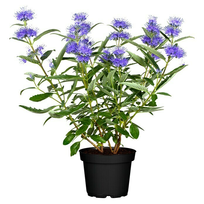 Caryopteris clandonensis 13