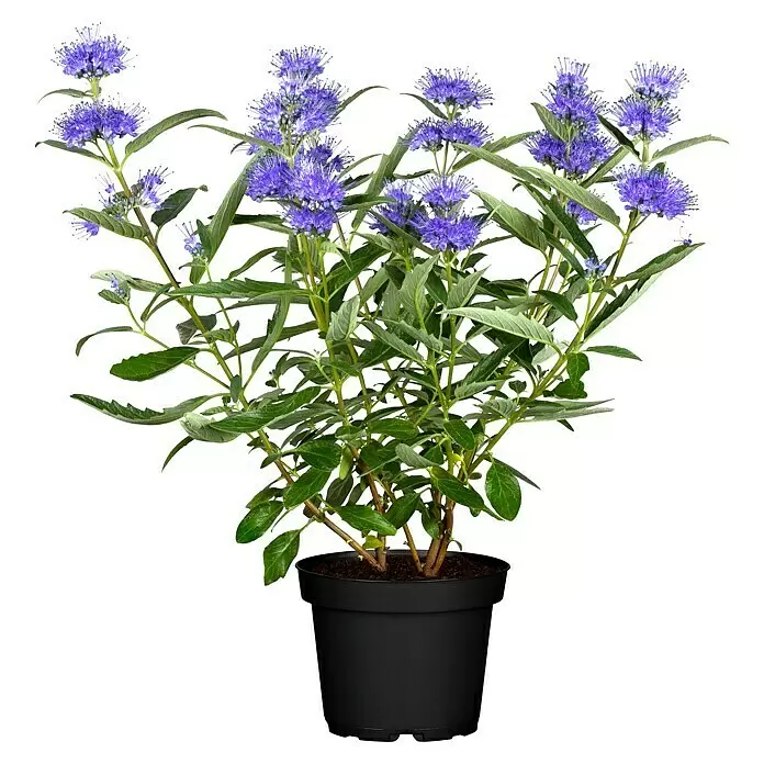 Piardino Bartblume - Caryopteris clandonensis - Vorderansicht