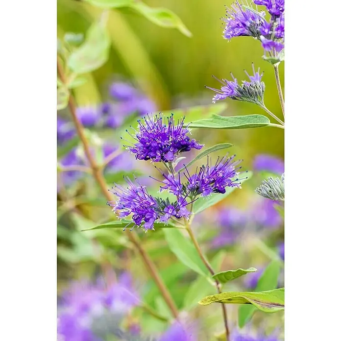 Piardino BartblumeCaryopteris clandonensis - Nahaufnahme von blauen Bartblumen in voller Blüte, die ihre leuchtenden Blüten und filigranen Details präsentieren.