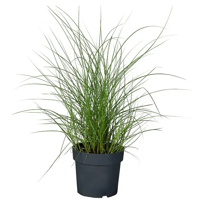 Piardino Garten-Chinaschilf - Miscanthus sinensis i.S., Topfvolumen: 5 l - Eine Topfpflanze mit langen, grünen Halmen, die dicht beieinander stehen und elegant aus dem dunklen Topf emporragen.