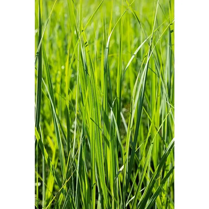 Piardino Garten-Chinaschilf - Miscanthus sinensis i.S., Topfvolumen: 5 l - Nahaufnahme von hellgrünem, hoch wachsendem Gras im Gegenlicht, das eine lebendige und natürliche Textur erzeugt.