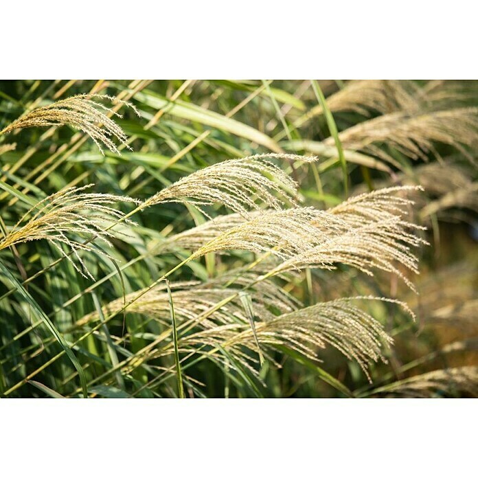 Piardino Garten-ChinaschilfMiscanthus sinensis i.S., Topfvolumen: 5 l Detail Shot