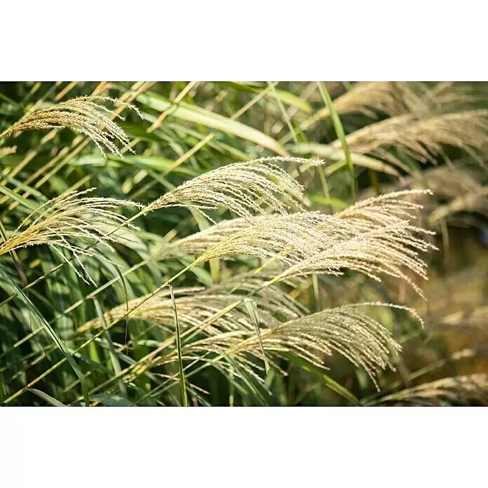 Piardino Garten-Chinaschilf - Miscanthus sinensis i.S., Topfvolumen: 5 l - Nahaufnahme goldener Ziergraswedel, die sanft in einem grünen Feld im Sonnenlicht schwingen.