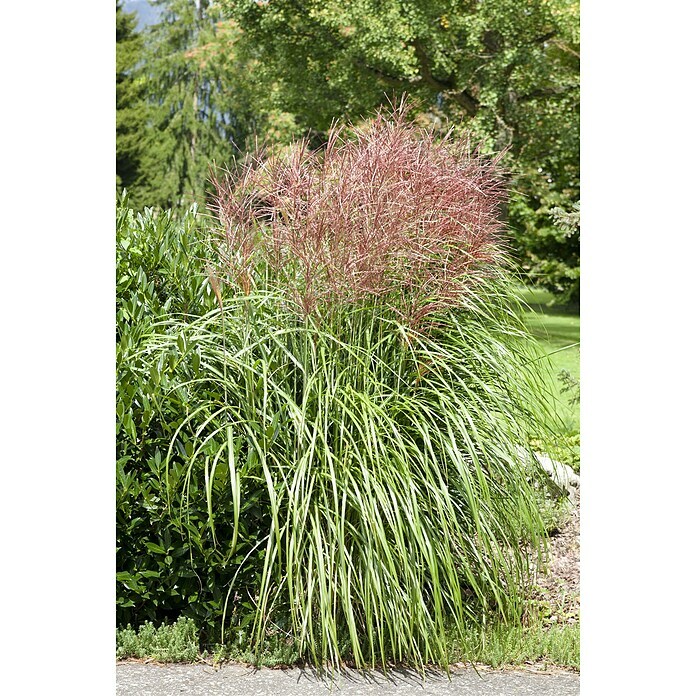 Piardino Garten-ChinaschilfMiscanthus sinensis i.S., Topfvolumen: 5 l Mood Shot