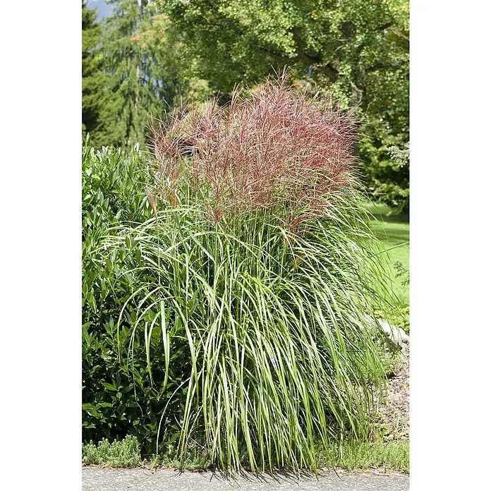 Piardino Garten-Chinaschilf - Miscanthus sinensis i.S., Topfvolumen: 5 l - Eine beeindruckende Aufnahme von Ziergras mit roten Blütenständen, das im Garten eine schöne Struktur und Farbe bietet.