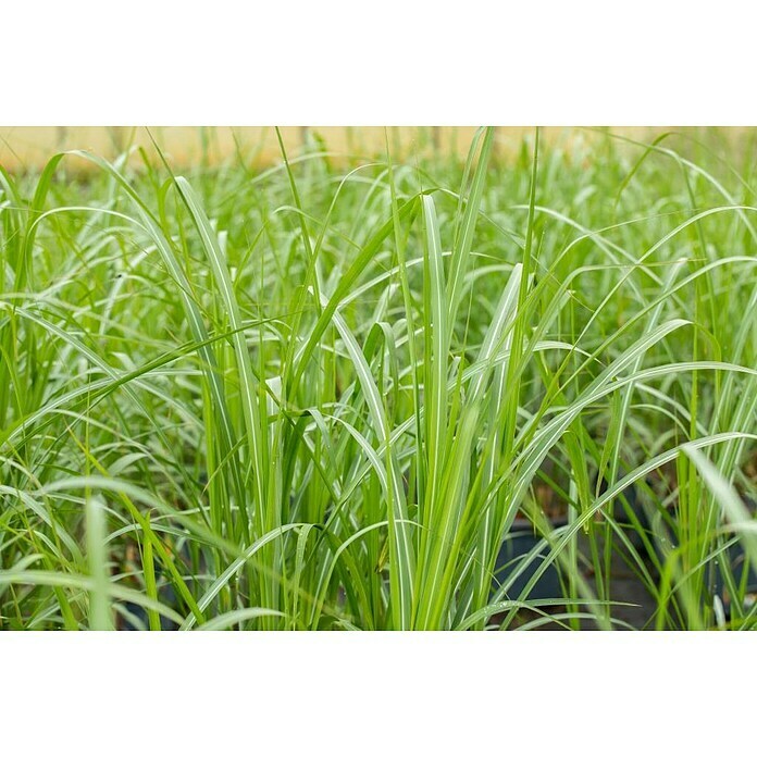 Piardino Garten-ChinaschilfMiscanthus x giganteus Detail Shot