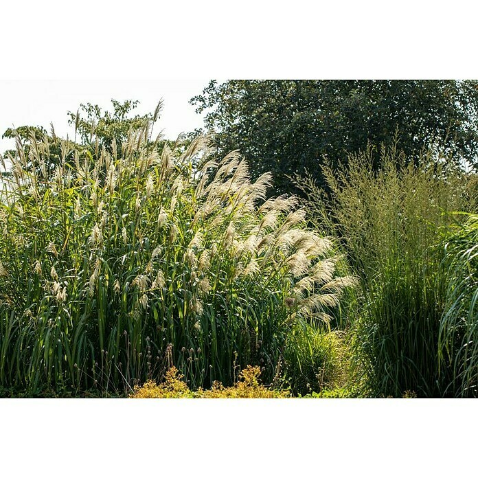 Piardino Garten-ChinaschilfMiscanthus x giganteus Detail Shot