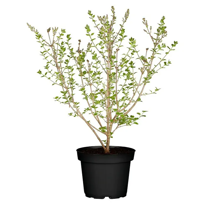 Piardino Flieder - Syringa meyeri in Sorten, Topfvolumen: 5 l - Detailaufnahme einer Topfpflanze, die mit kleinen, grünen Blättern und braunen Ästen auf einem schwarzen Hintergrund hervorsticht.