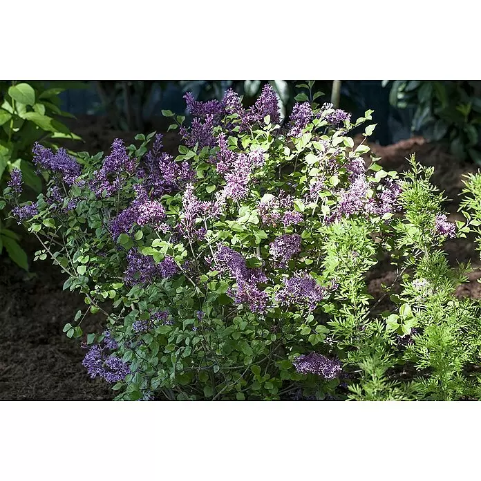 Piardino Flieder - Syringa meyeri in Sorten, Topfvolumen: 5 l - Ein lebhafter Fliederbusch in voller Blüte mit zahlreichen violetten Blütenständen zwischen grünen Blättern.