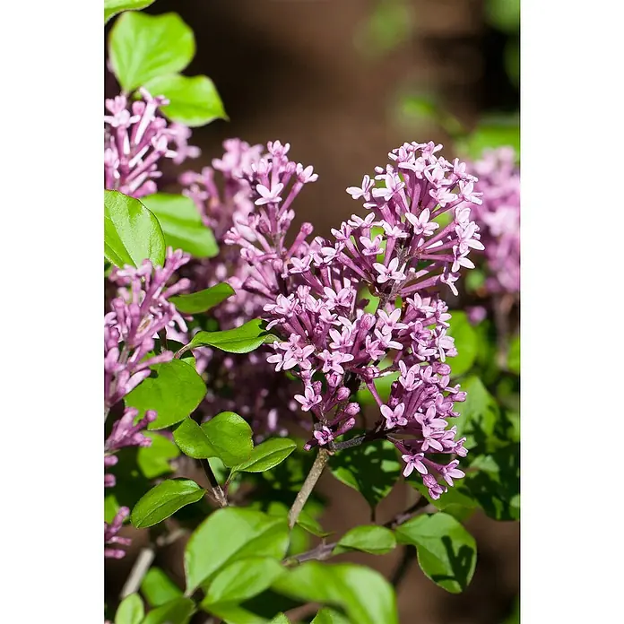 Piardino Flieder - Syringa meyeri in Sorten, Topfvolumen: 5 l - Detailaufnahme eines blühenden Flieders mit seinen zarten, lilafarbenen Blüten und grünen Blättern im Sonnenlicht.