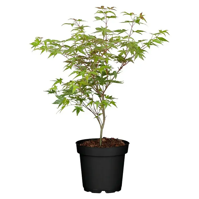 Piardino Fächerahorn - Acer palmatum in Sorten, Topfgröße: 15 cm - Kleiner Fächerahorn 'Emerald Lace' im Topf, ein dekoratives Ziergehölz für Garten oder Terrasse. Seine filigranen Blätter sind ein echter Hingucker.